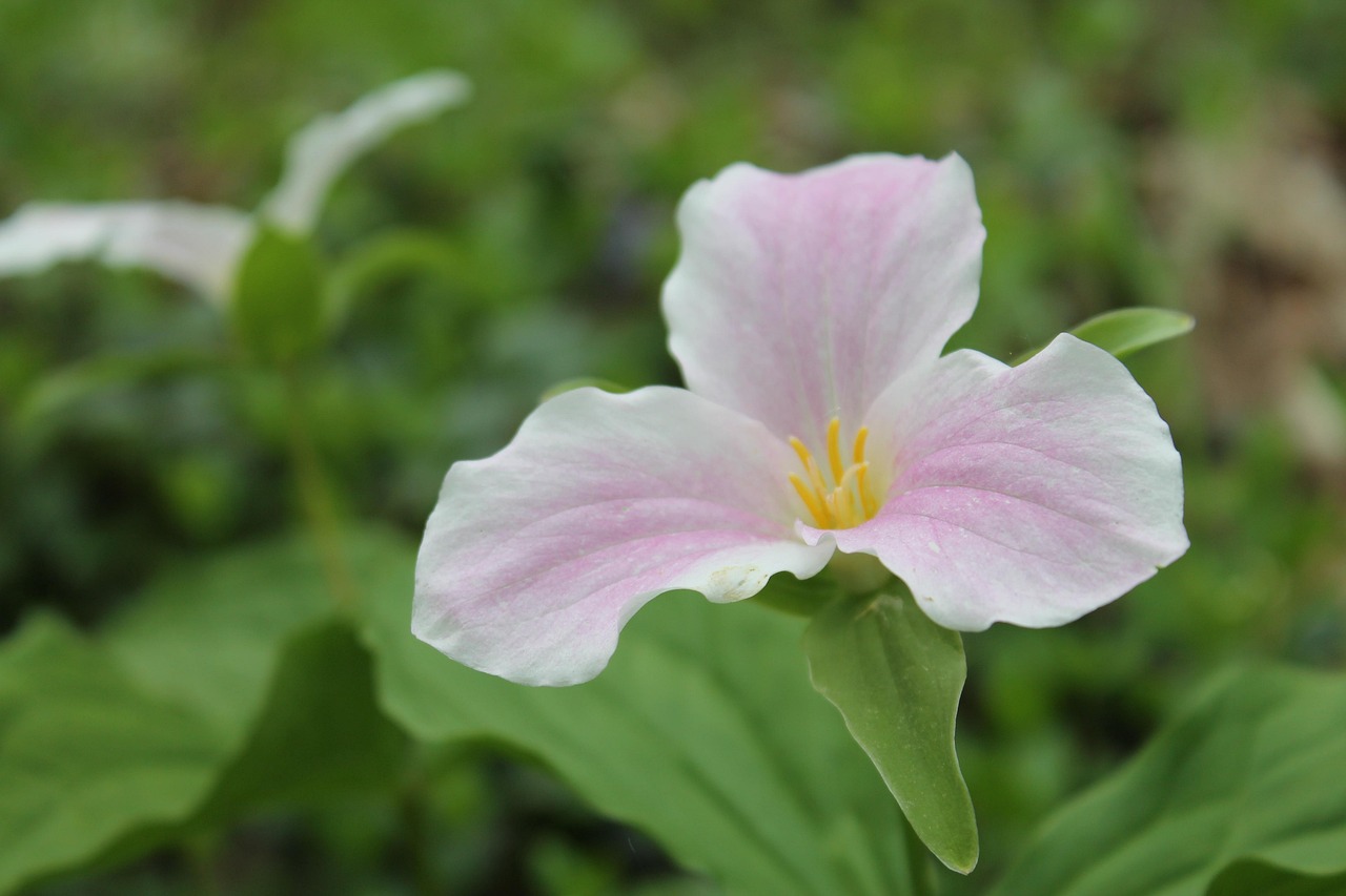 trillium, ontario floral, pink trillium, spring flower, trillium, trillium, trillium, trillium, trillium